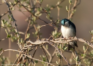 Tree Swallow, BroadView Farm, Derry, NH