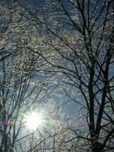 Sparkly branches